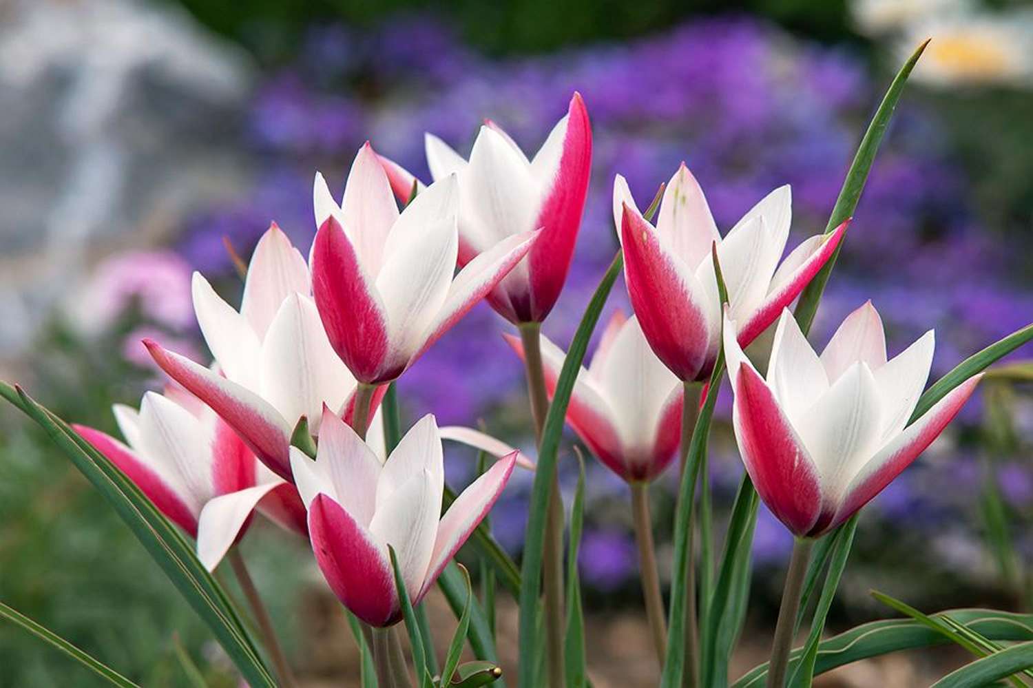 Botanical Tulip 'Peppermintstick'